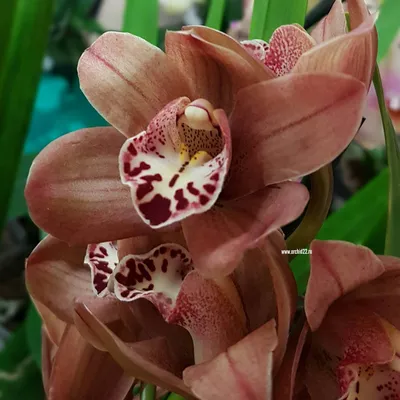 Орхидея Cymbidium