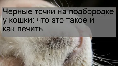 Черные точки на подбородке у кошки: что это такое и как лечить - YouTube