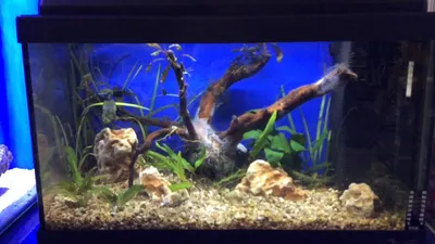 Налёт на коряге в аквариуме - YouTube