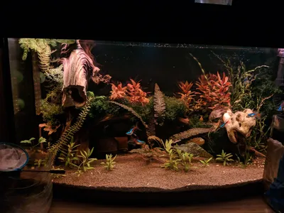 Новая коряга в аквариум | Пикабу