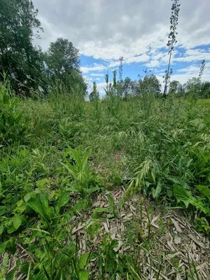 Bromus commutatus Schrad. (Светска флора) - Pl@ntNet identify