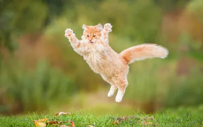 Кот в прыжке фото