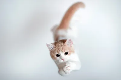Прыгающие кошки - Jumping cats - YouTube
