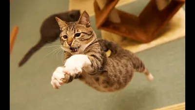 Прыгающая кошка - картинки и фото koshka.top