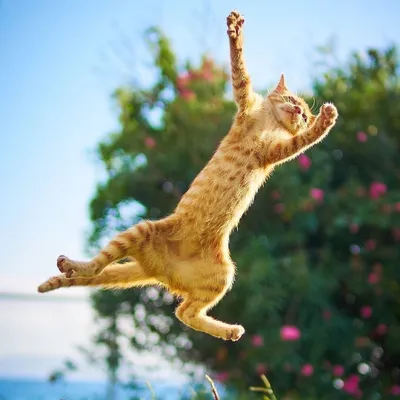 Прыгающего кота - картинки и фото koshka.top