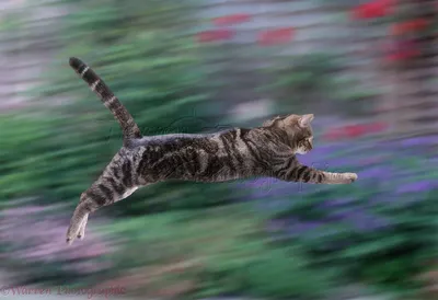 Почему кошки виляют задом перед прыжком? - Рамблер/субботний