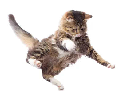Фото Грозный кот в прыжке, by JarrodOwen