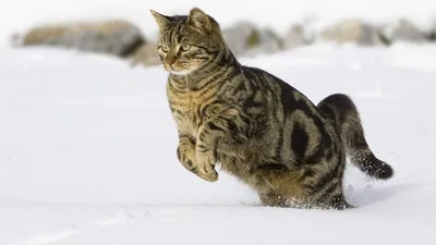 Кошка Кошки Прыгающий Кот - Бесплатная векторная графика на Pixabay