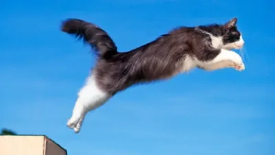 Кошка прыгает - картинки и фото koshka.top
