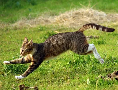 Кот решил поймать пролетавшего мимо голубя, но не учел одну деталь –  забавное видео
