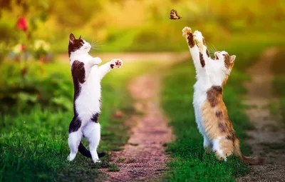 Скачать обои животные, кот, кошка, прыжок, черный фон разрешение 1920x1200  #136454