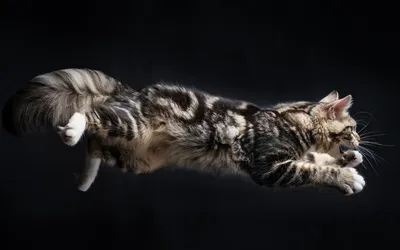 Картинка кот в прыжке животное 1920x1200