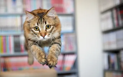 ⬇ Скачать картинки Кот прыгает, стоковые фото Кот прыгает в хорошем  качестве | Depositphotos