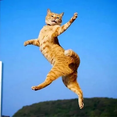 Кот в прыжке или в полёте прекрасен, как гимнаст или танцор