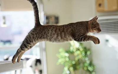 Фотография Котята кошка Бабочки Прыжок Трава животное 3840x2400