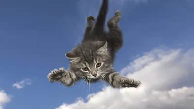 Обои на монитор | Животные | кот, котенок, бег, прыжок