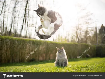Кот в прыжке на газоне