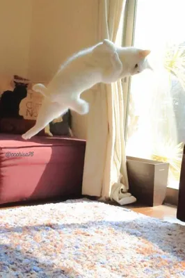 Кот готовится к прыжку - картинки и фото koshka.top