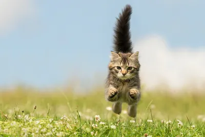 Фотография кошка прыгает животное