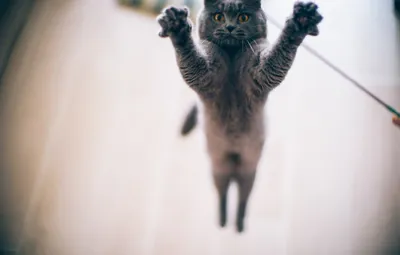 Кошка в прыжке | Смотреть 35 фото бесплатно