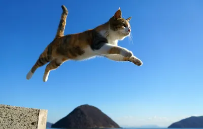 Обои кот, прыжок, кошак, котяра картинки на рабочий стол, раздел кошки -  скачать
