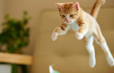 Рисунок кот в прыжке - 59 фото