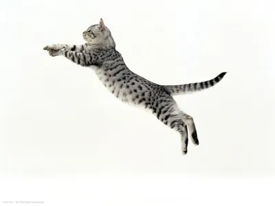 Фото кот Прыжок летит животное
