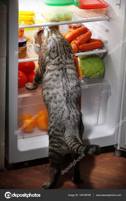 ⬇ Скачать картинки Кот холодильник, стоковые фото Кот холодильник в хорошем  качестве | Depositphotos