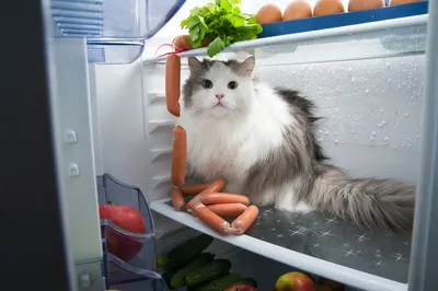 ⬇ Скачать картинки Холодильник еда кот, стоковые фото Холодильник еда кот в  хорошем качестве | Depositphotos
