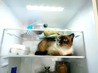 кот открывает холодильник - YouTube