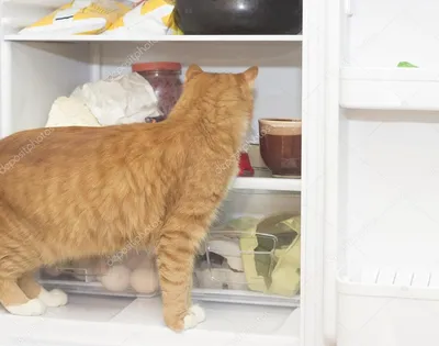 Картинка животное кот Сосиска Холодильник 3840x2400