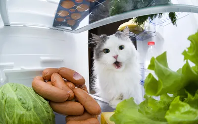 ⬇ Скачать картинки Кот холодильник, стоковые фото Кот холодильник в хорошем  качестве | Depositphotos