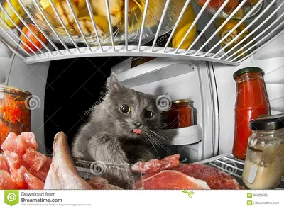 Обои кот, сосиски, холодильник, перец, Cat, продукты картинки на рабочий  стол, раздел кошки - скачать