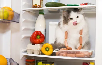 Кот в холодильнике фото