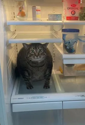 Если, уходя на работу, оставить дверцу холодильника открытой, то, что в  первую очередь возьмет кот? | Animal Town | Дзен
