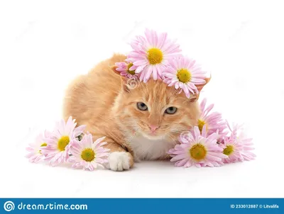 кот с цветами стоковое изображение. изображение насчитывающей ðºoñ‚ -  233012887