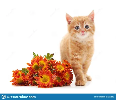 Обои на монитор | Животные | кот, цветы, фото, позитив