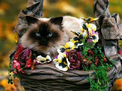 Кот с цветочком - картинки и фото koshka.top