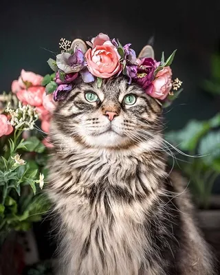 Кот в цветах (45 лучших фото)