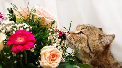 Кот с цветами на открытом воздухе. Кот, представляющих около цветущий цветы  в саду Стоковое Фото - изображение насчитывающей ð³ð»ð°ð·, ð¿ñ€ðµð»ðµñ  ñ‚ð½oðµ: 195279862