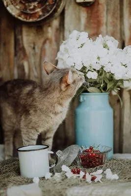 Коты и тюльпаны: почему весенние цветы опасны для питомцев?