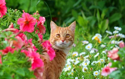Рыжий кот и цветы - 33 фото