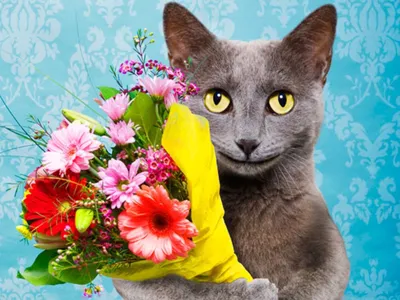 Коты с цветами (59 лучших фото)