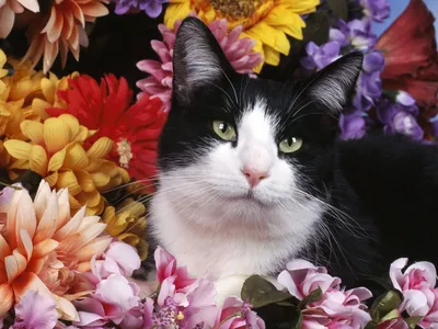 Фотогалерея \"Коты и кошки\" - \"Черно-белый кот в цветах\" - Фото породистых и  беспородных кошек и котов.