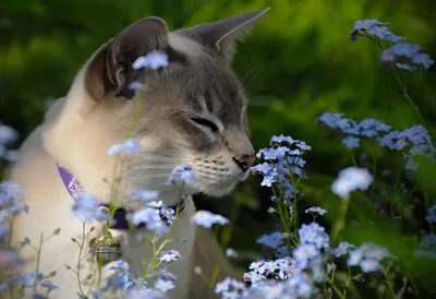 Фото Кот нюхает цветы
