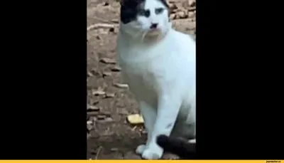 Hitler cat / кот :: че сразу гитлер-то? :: coub (Сoub) / смешные картинки и  другие приколы: комиксы, гиф анимация, видео, лучший интеллектуальный юмор.