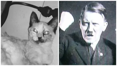 Когда твой кот похож на Гитлера | Пикабу