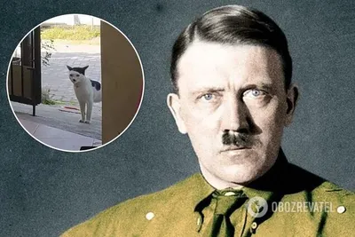 Адольф Гитлер: кот вызвал ажиотаж в сети своей схожестью с фюрером - фото