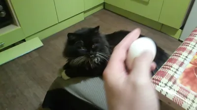 Черно-белая кошечка бесплатно. Черно-белые коты. Кот в хорошие руки:  Бесплатно - Бесплатно (животные и вязка) Одесса на Olx