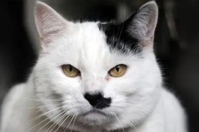 10 признаков того, что ваш кот - Гитлер- Живой уголок | Обозреватель